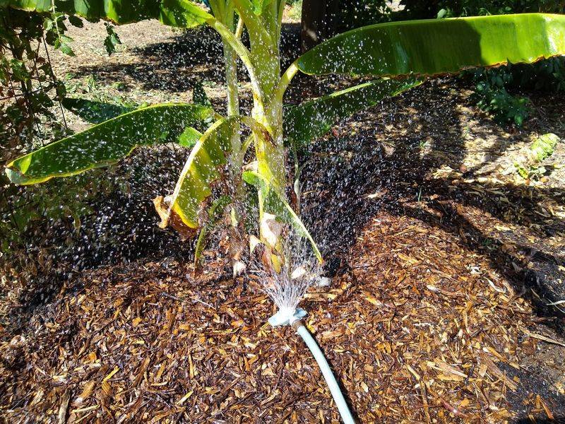 Not Considering Evapotranspiration Rates