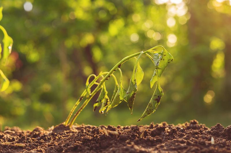 Not Observing Plant Health Regularly