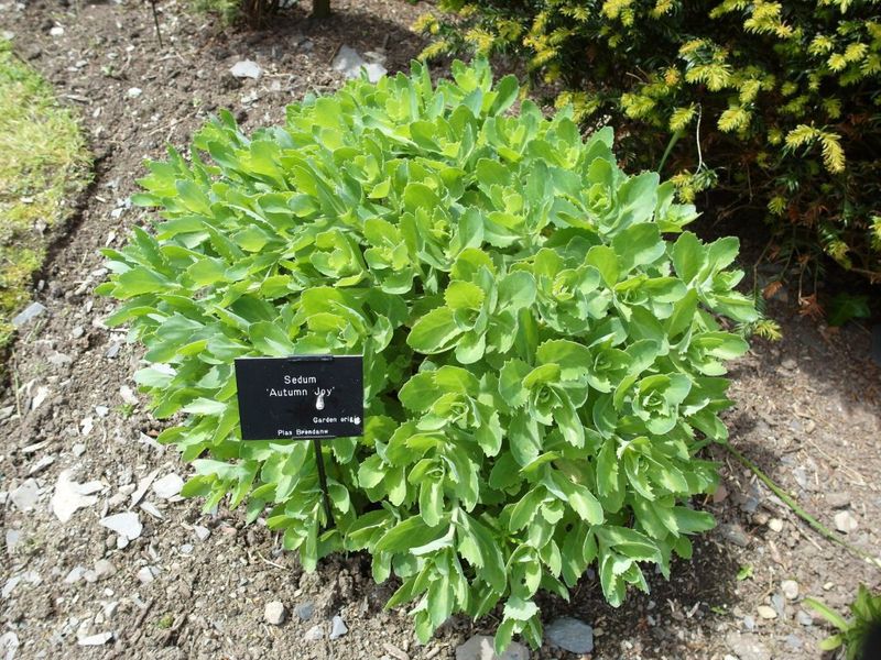 Not Understanding Plant Labels