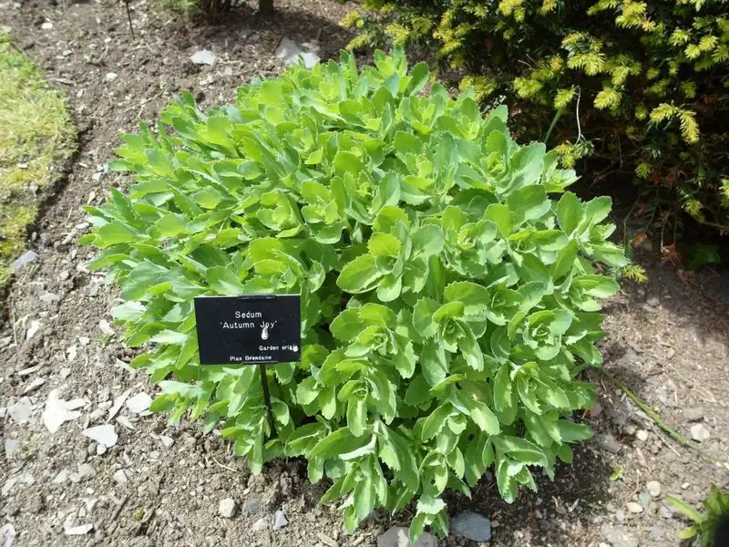 Not Understanding Plant Labels