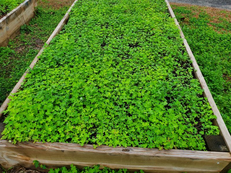Not Using Cover Crops