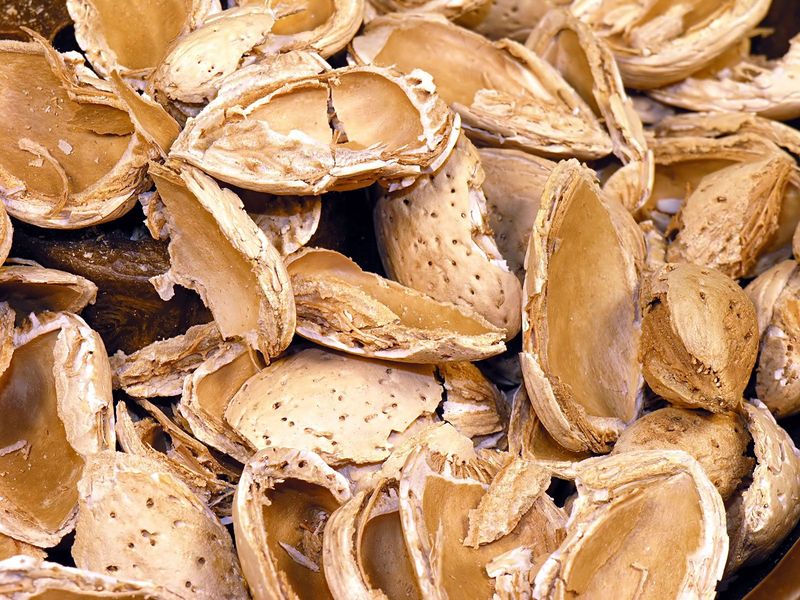 Nut Shells