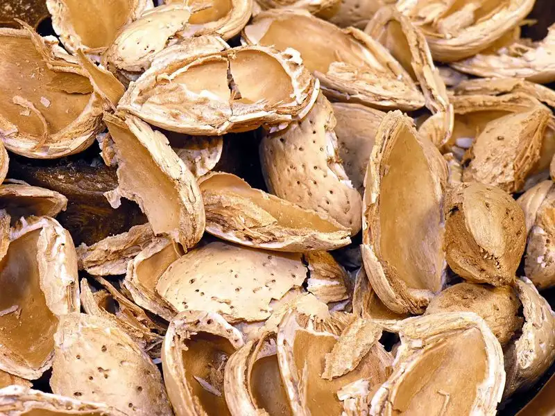 Nut Shells