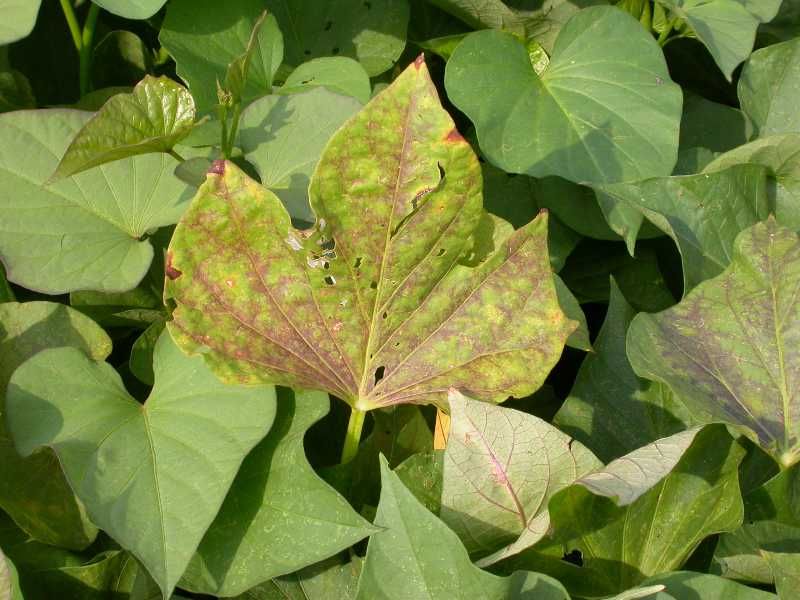 Nutrient Deficiency
