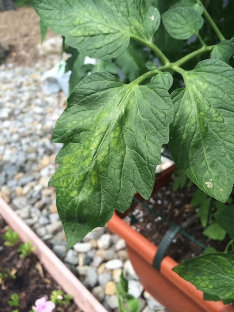Nutrient Deficiency