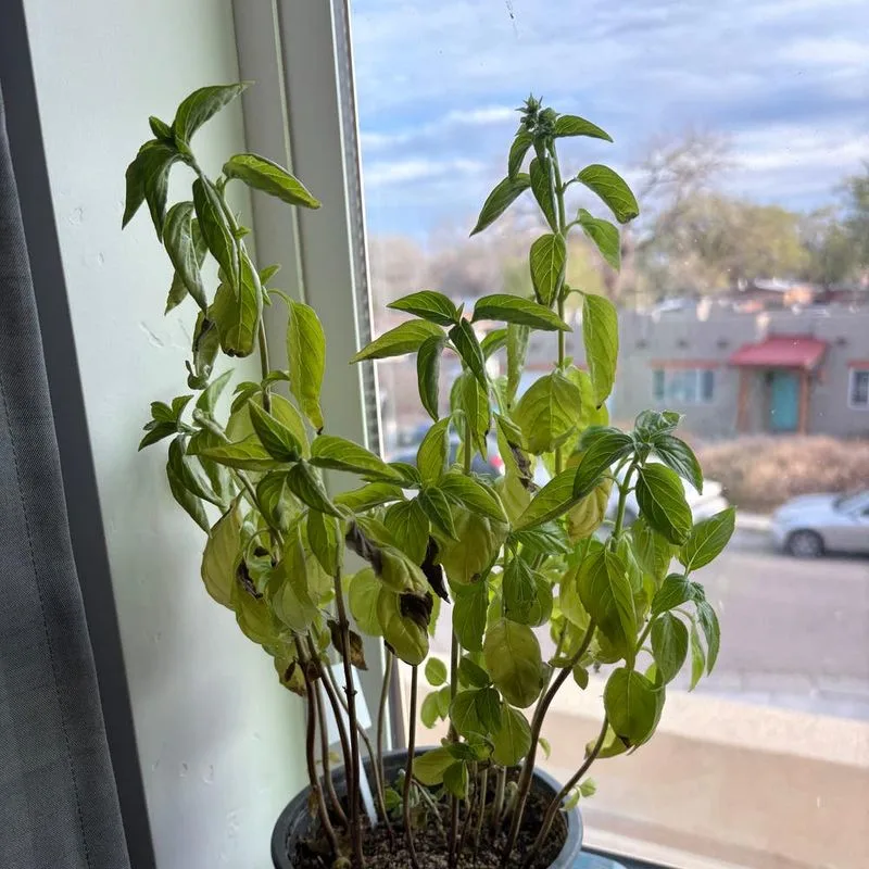 Nutrient Neglect