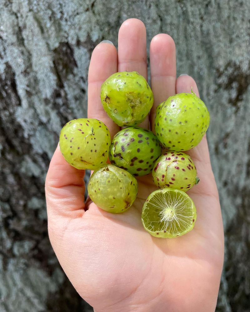 Oak Galls
