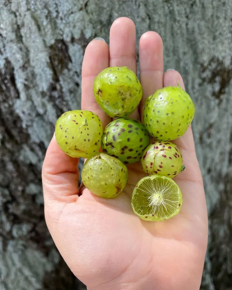 Oak Galls