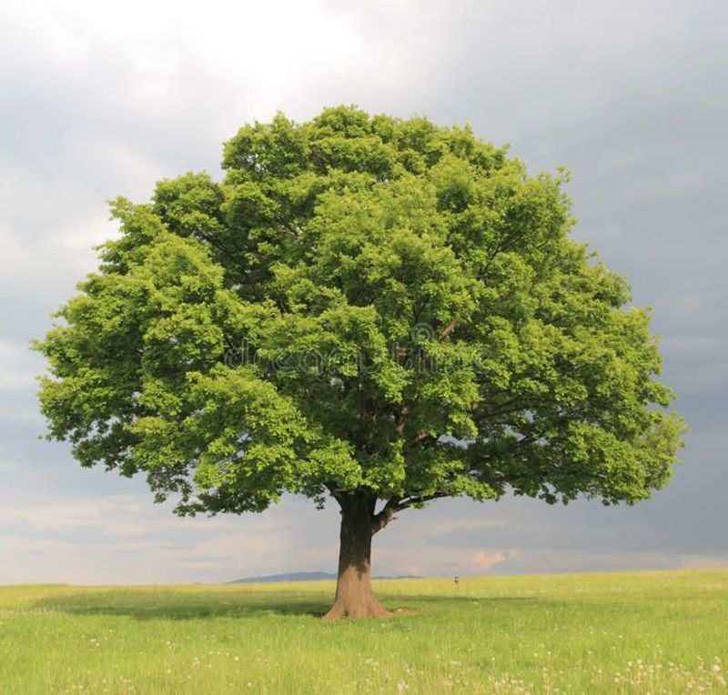 Oak Tree