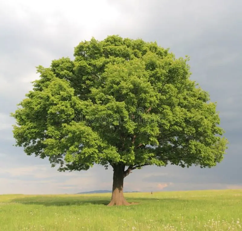 Oak Tree