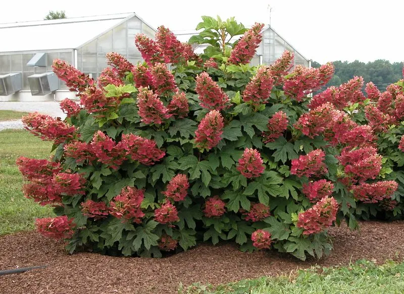 Oakleaf Hydrangea (Hydrangea quercifolia)