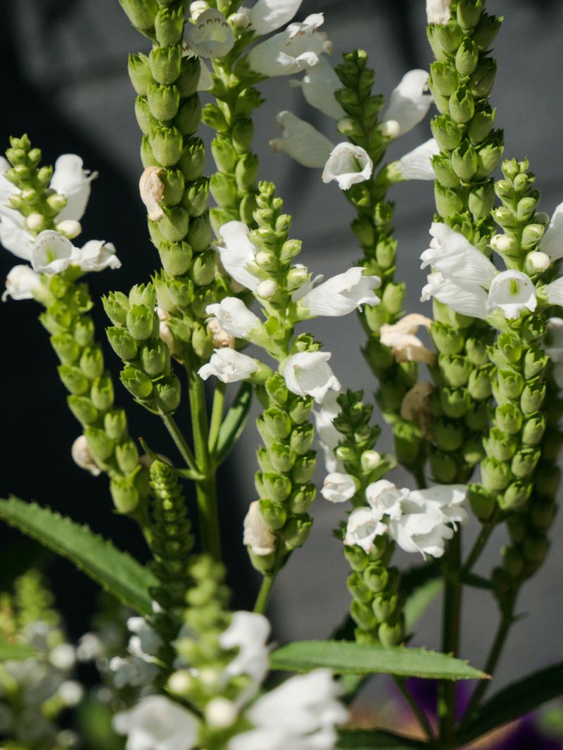 Obedient Plant