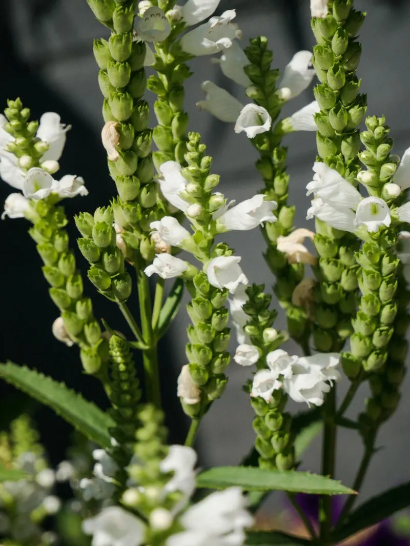 Obedient Plant