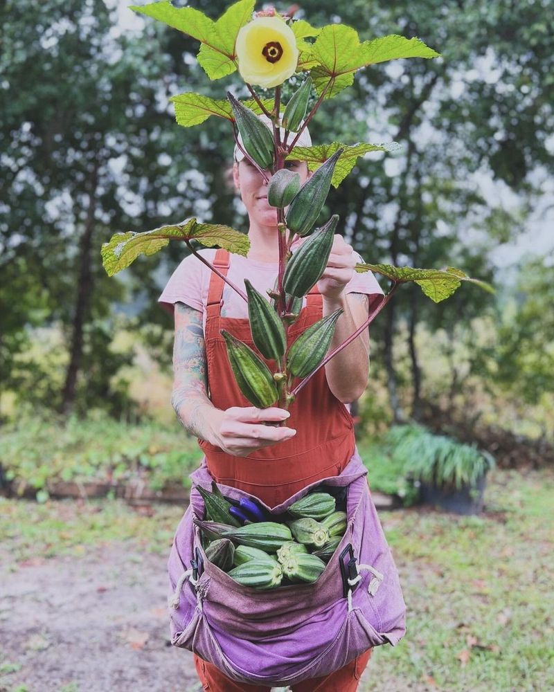 Okra