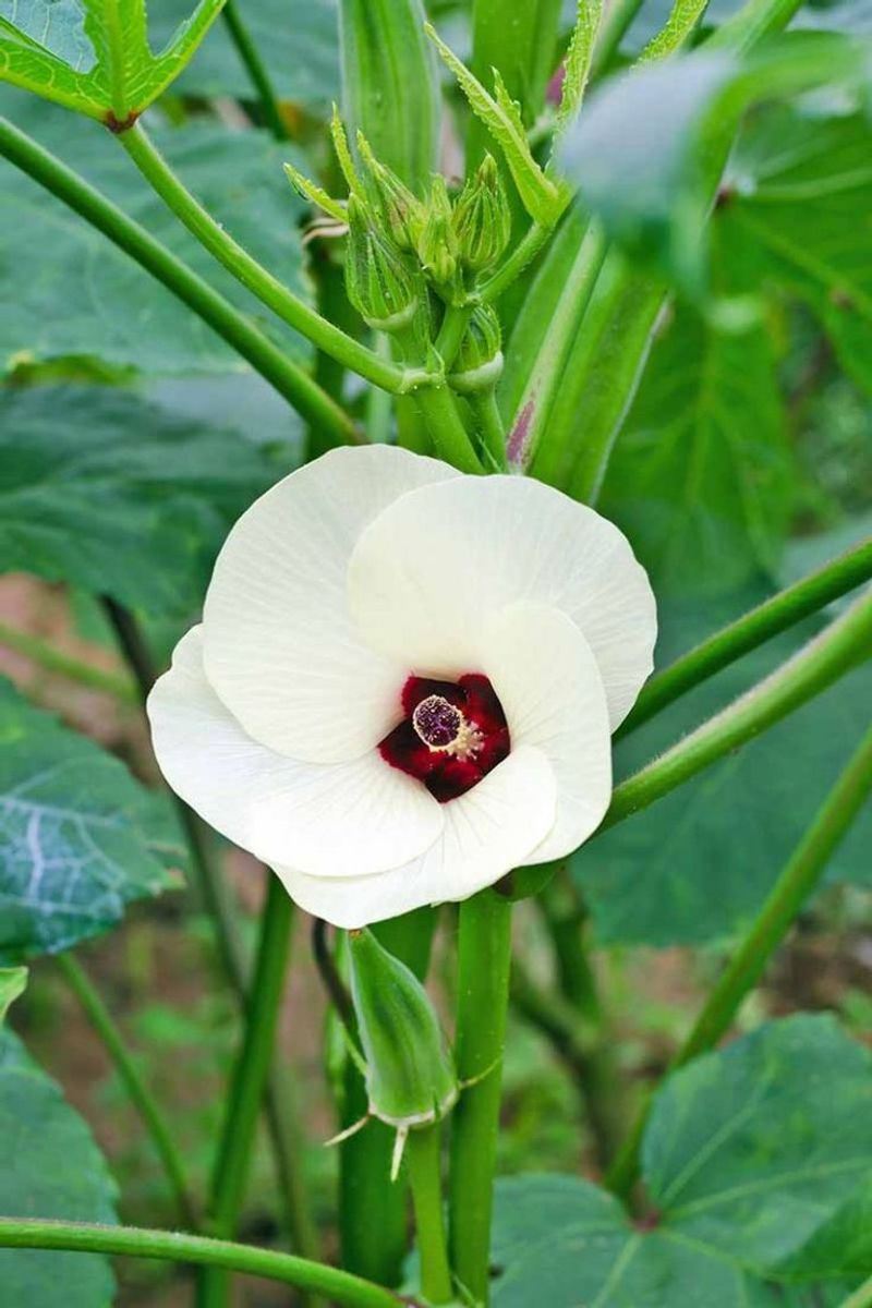 Okra
