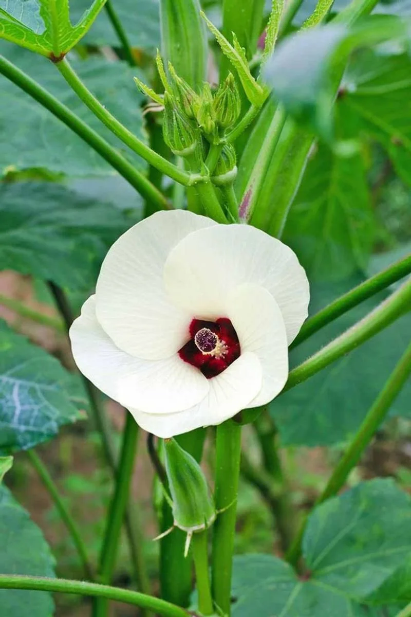 Okra