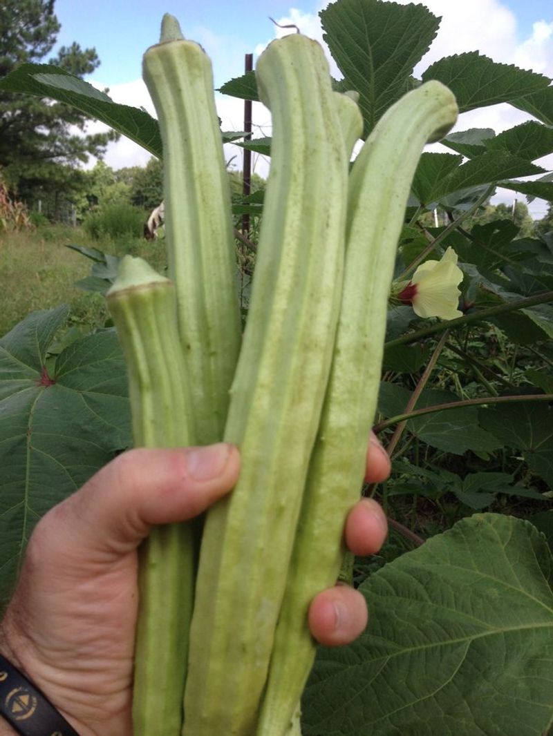 Okra