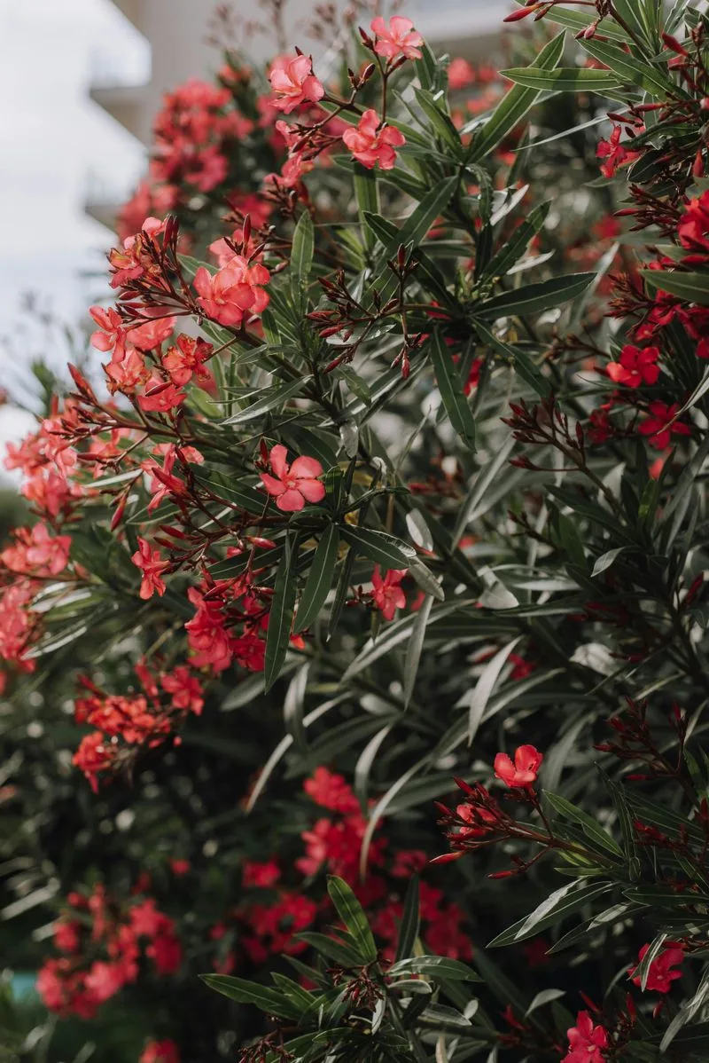 Oleander