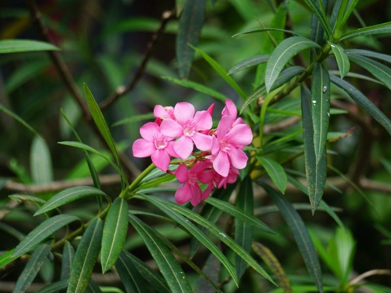 Oleander