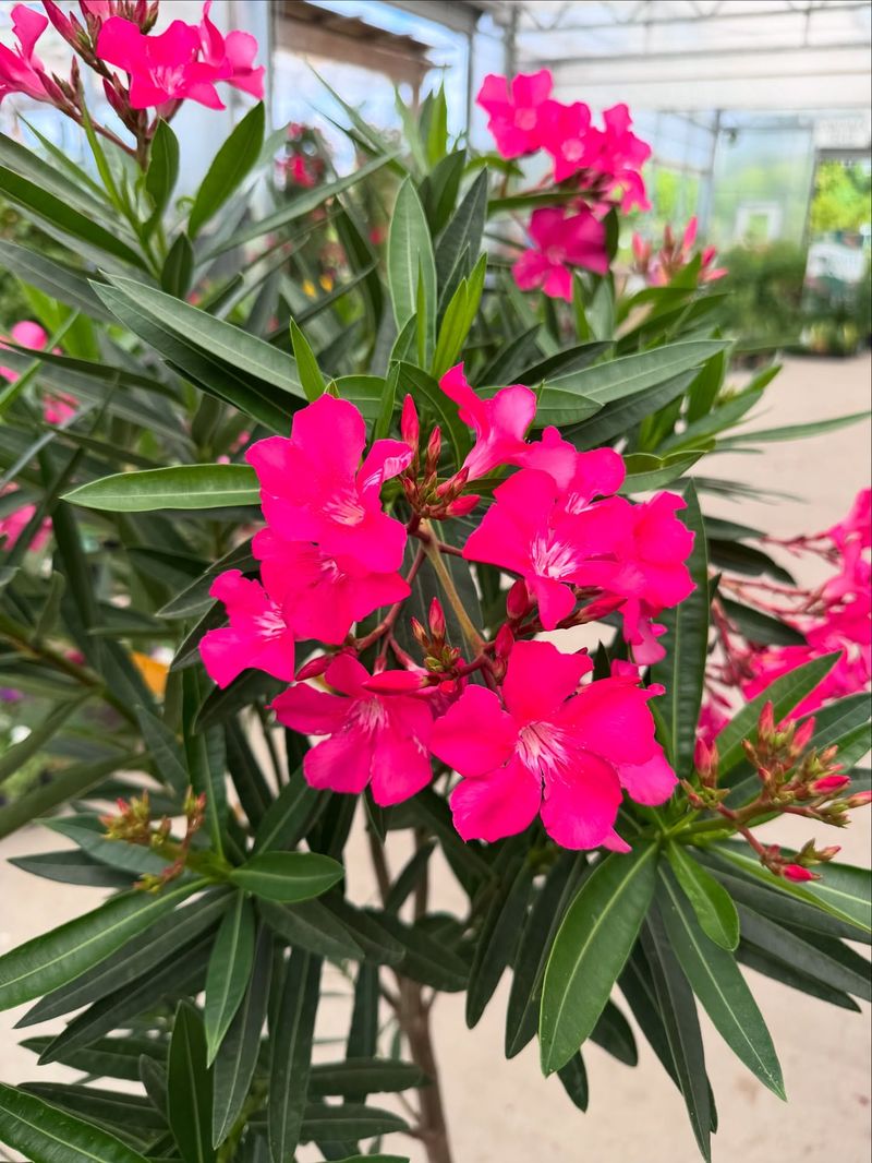 Oleander