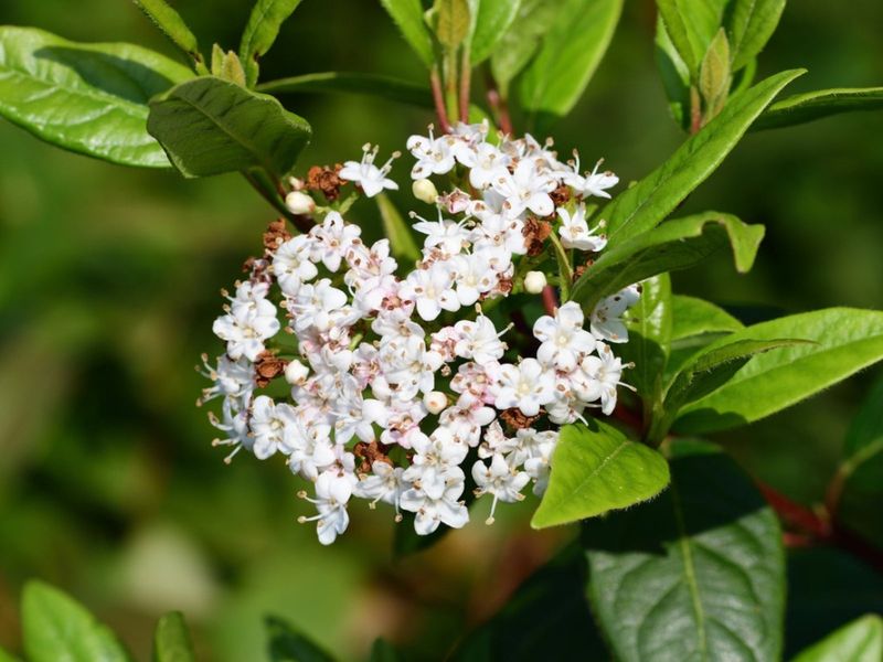 Viburnum