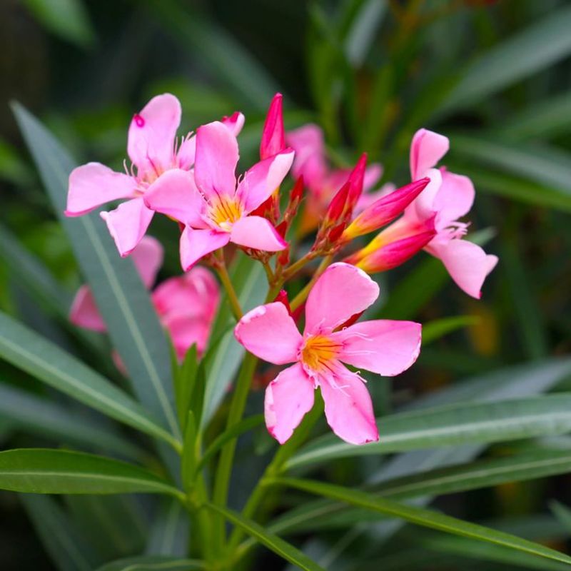 Oleander