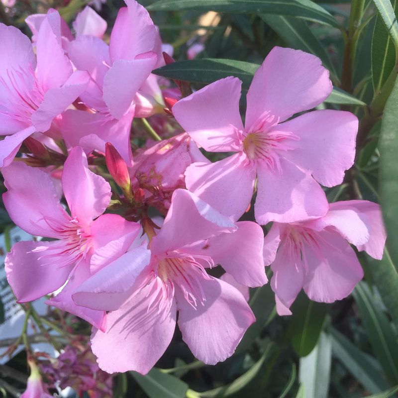 Oleander