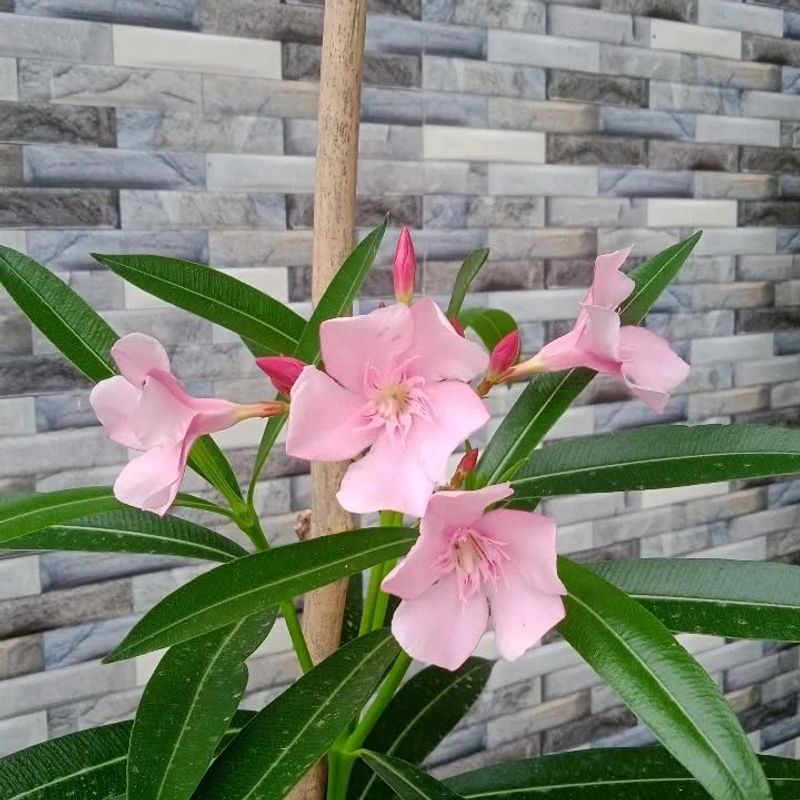 Oleander
