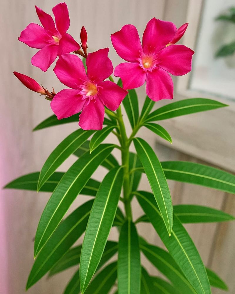 Oleander