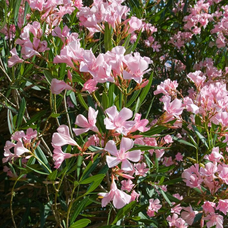 Oleander (Repel)