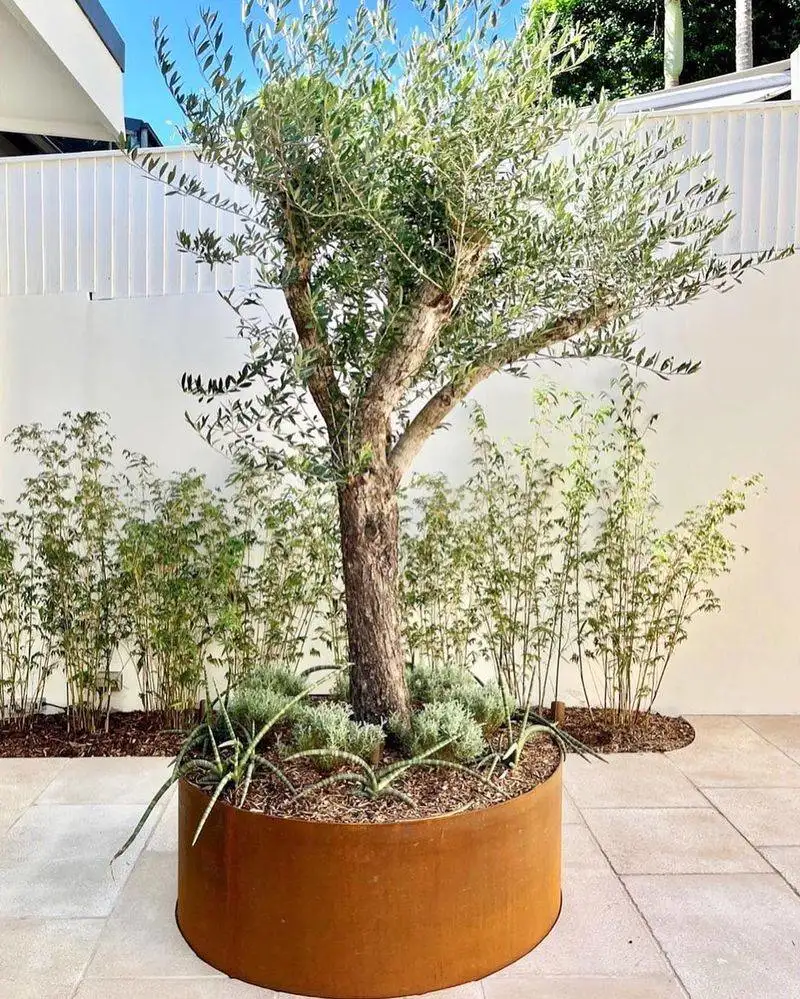 Olive Tree