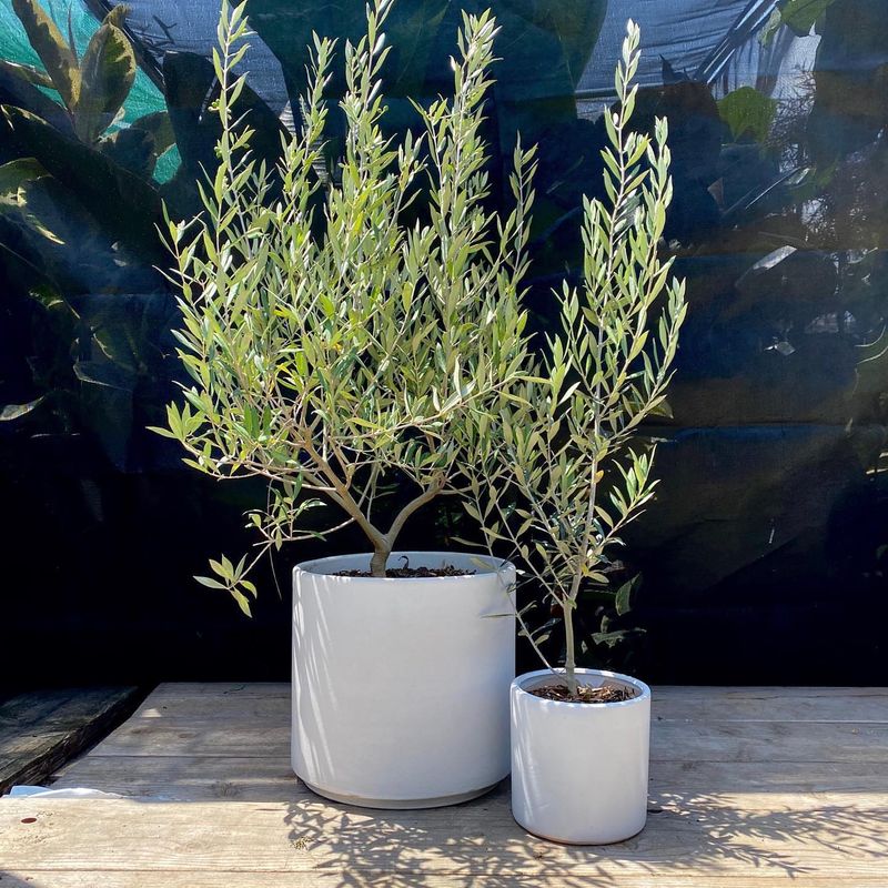 Olive Tree