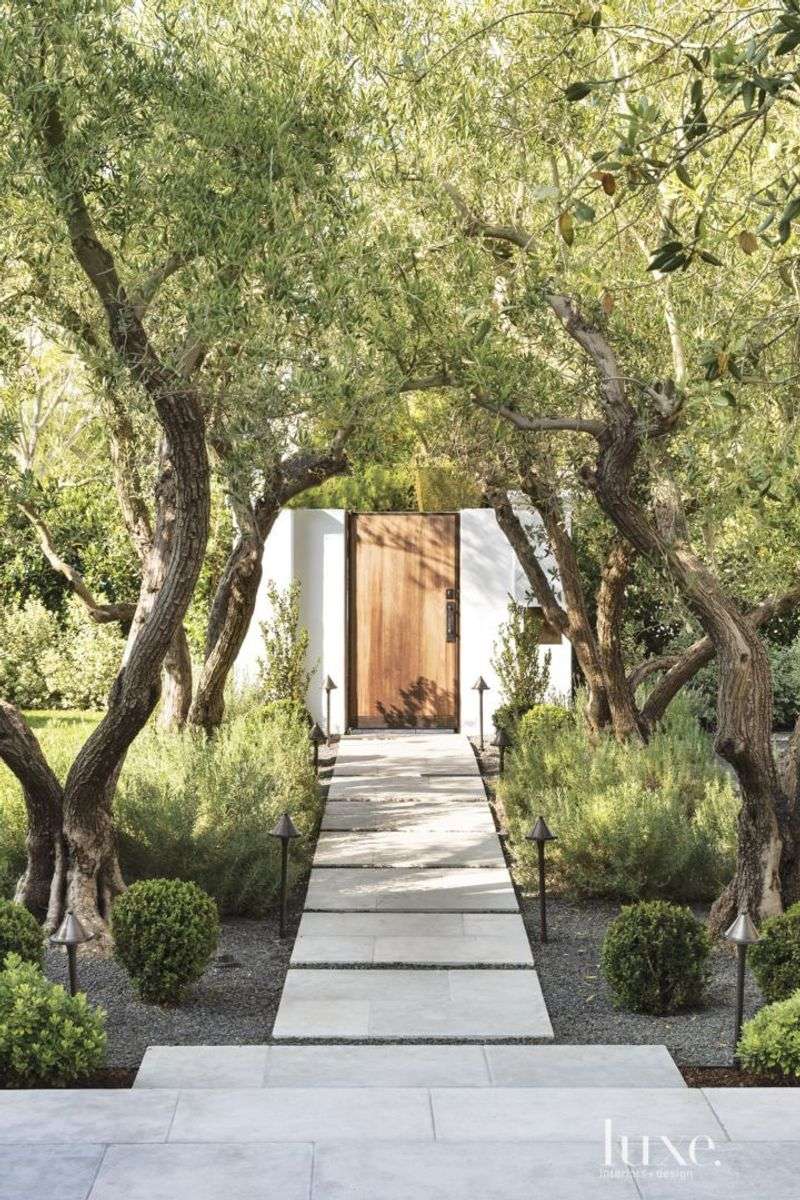 Olive Tree