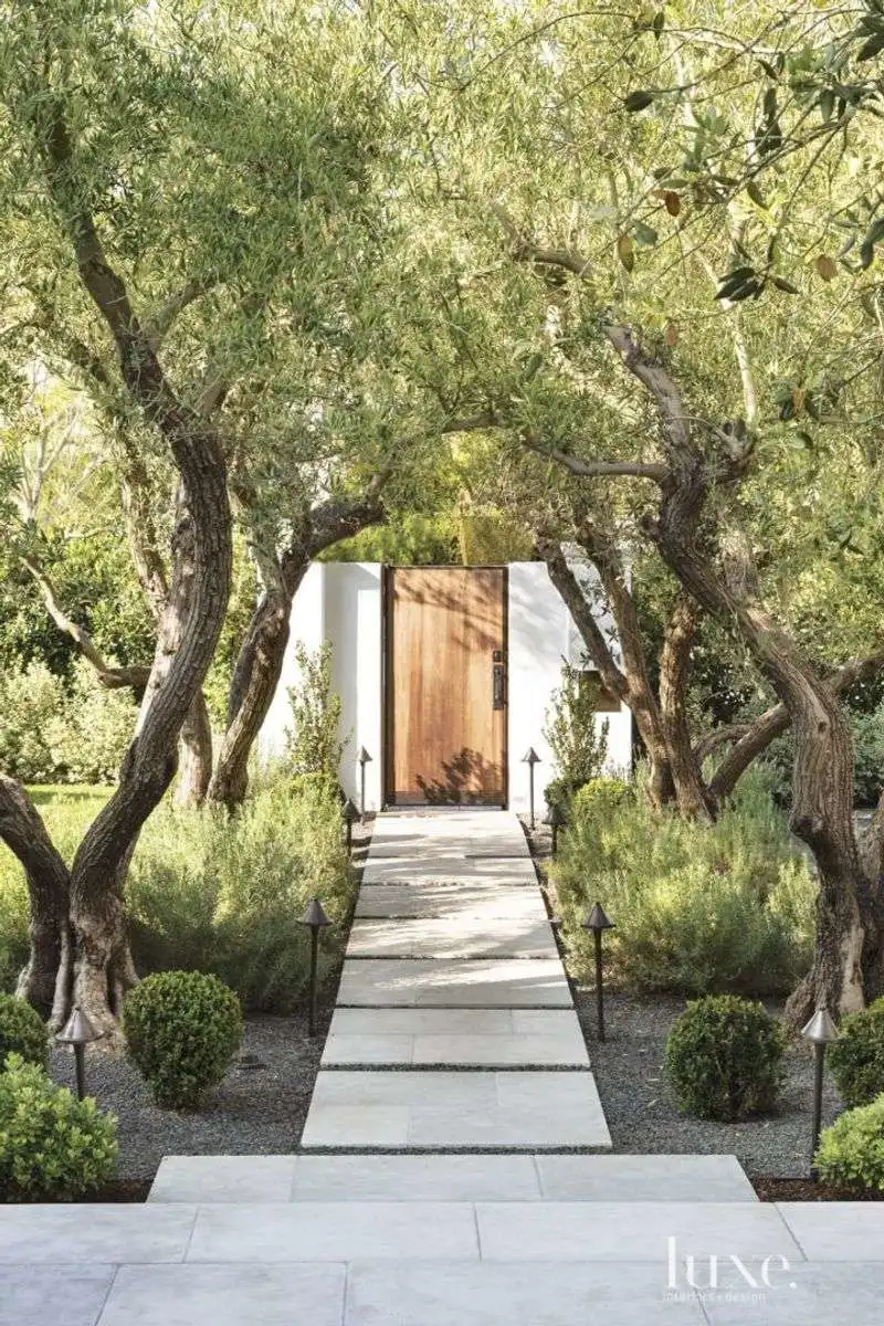 Olive Tree