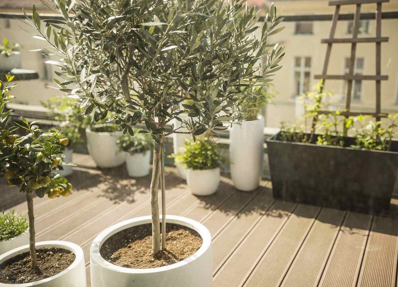 Olive Tree