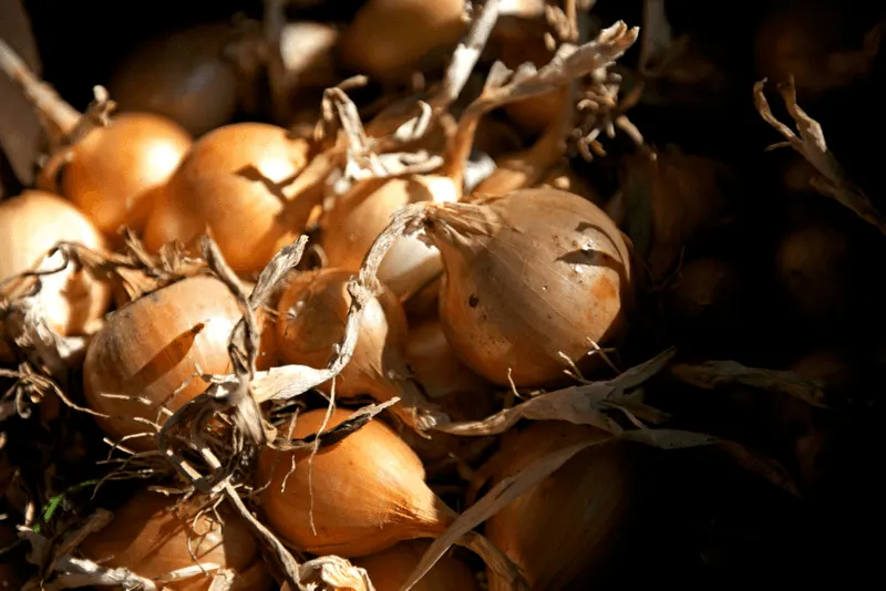 Onion Skin Soak