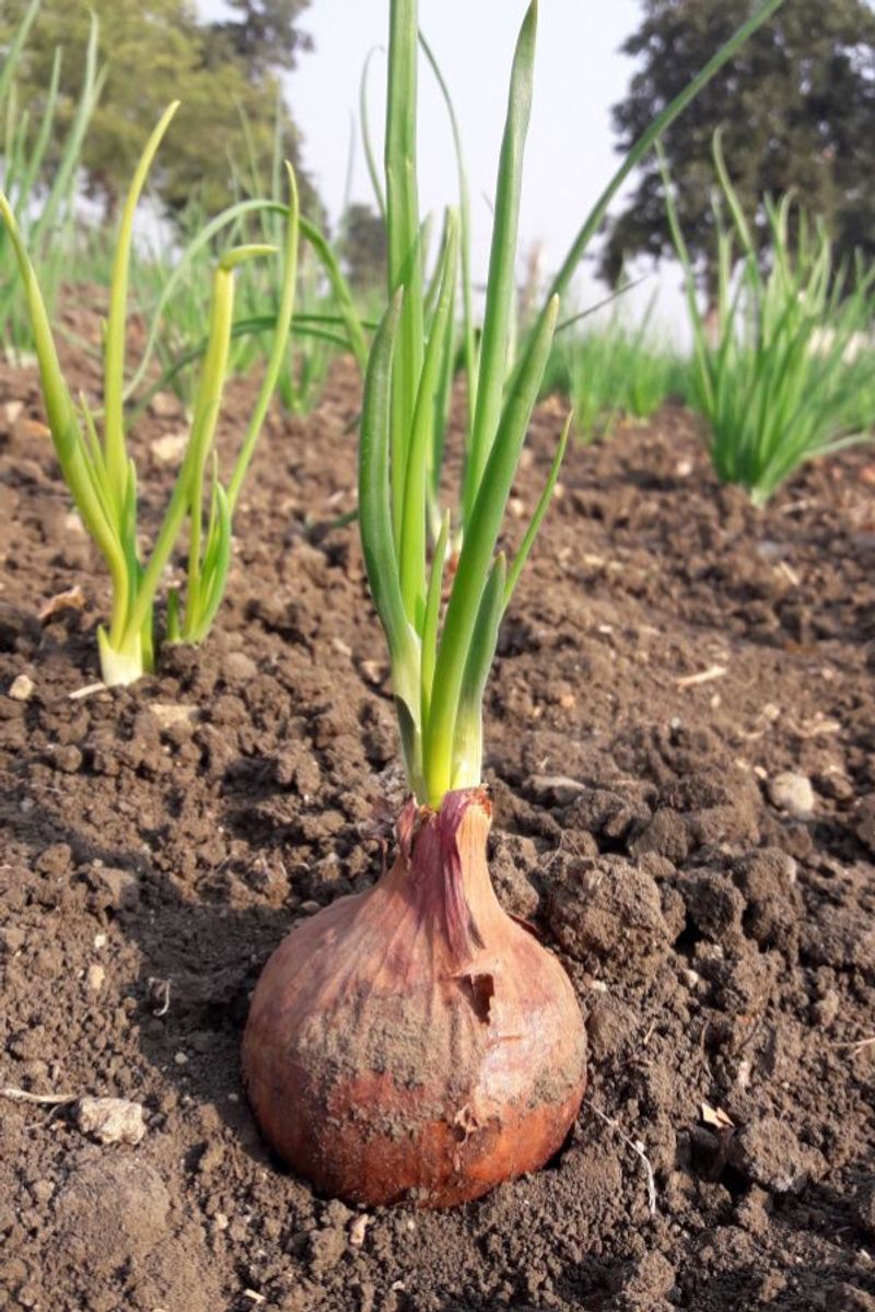 Onions