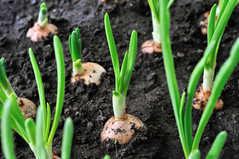 Onions