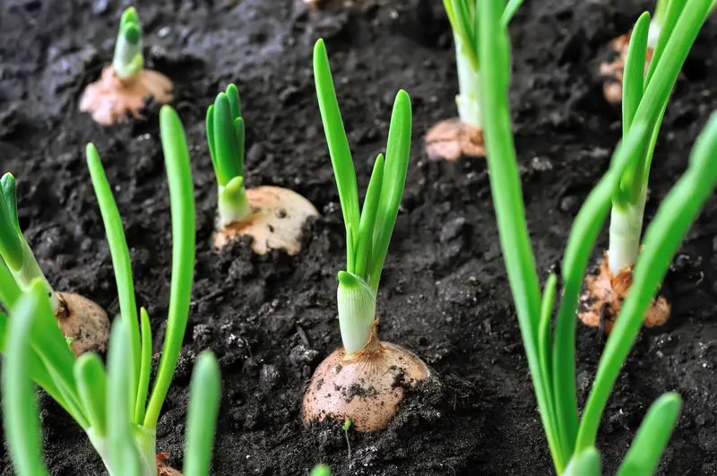 Onions