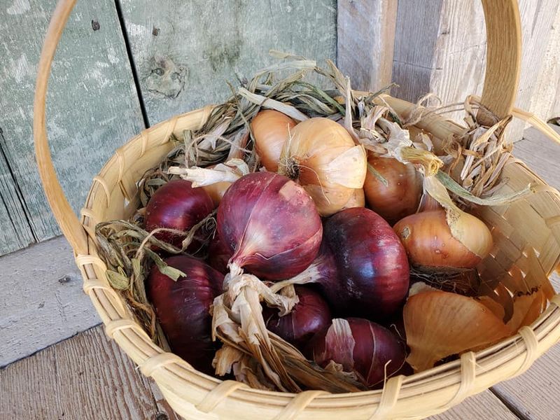 Onions