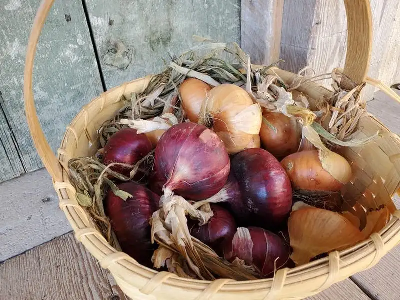Onions