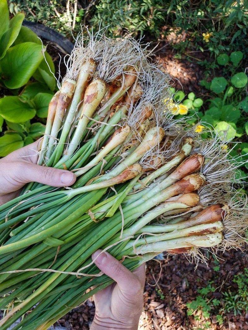 Onions