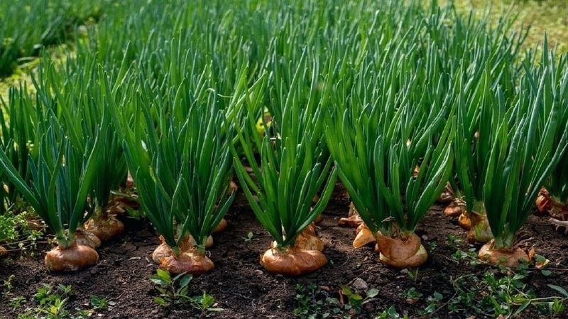 Onions