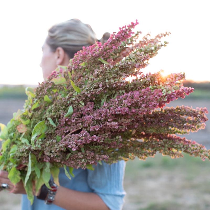 Orach