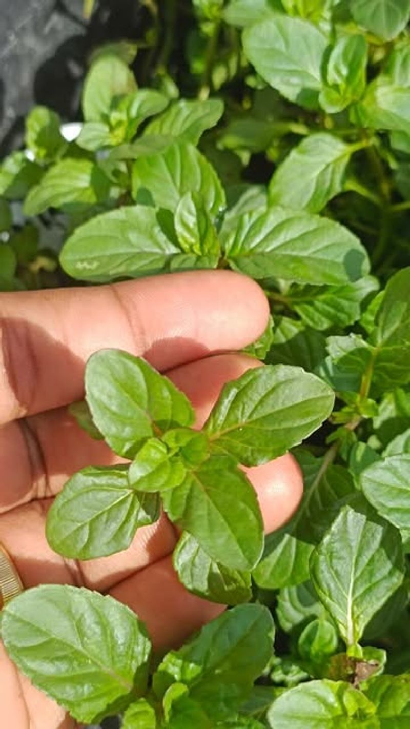Orange Bergamot