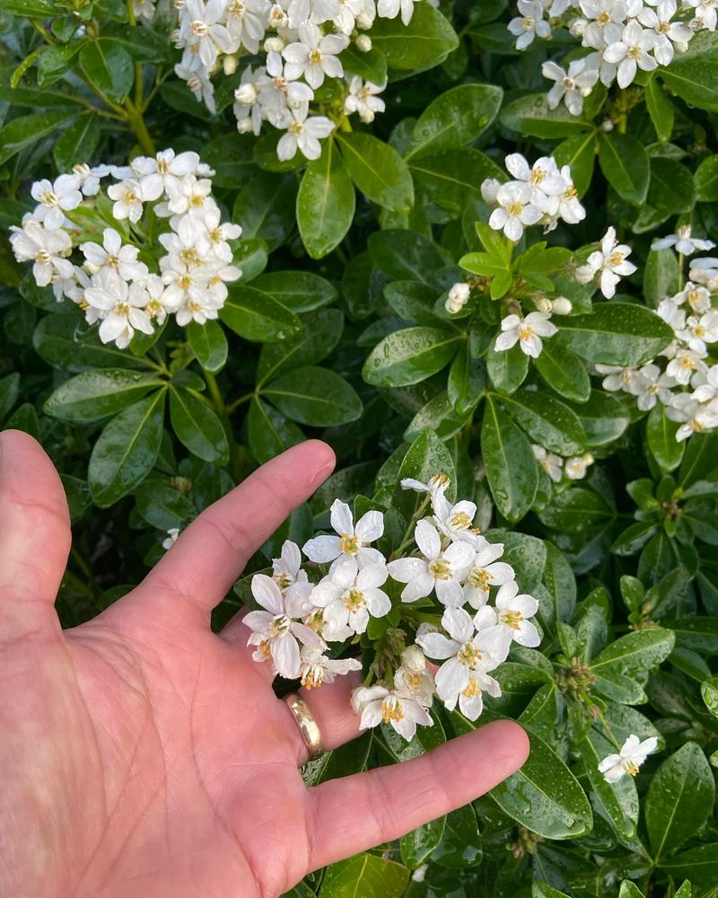 Orange Blossom