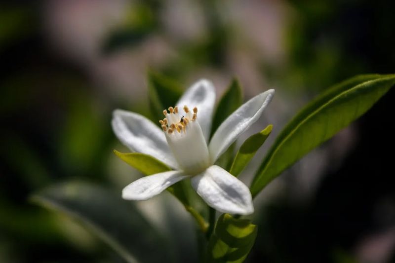 Orange Blossom