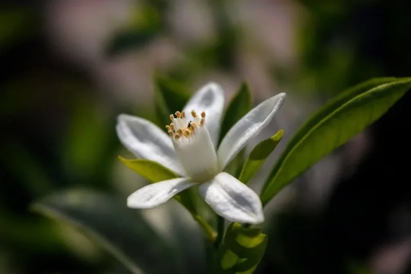 Orange Blossom