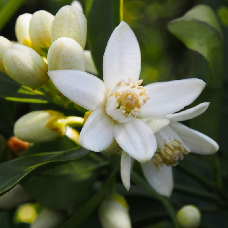 Orange Blossom
