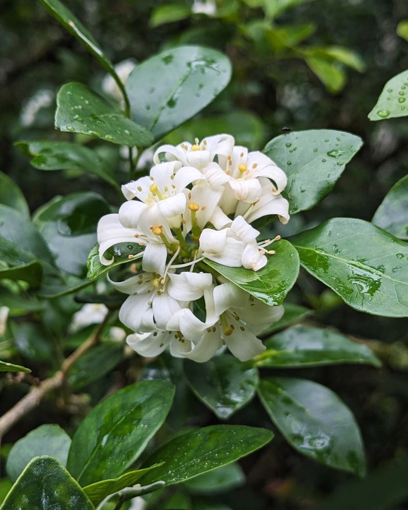 Orange Jasmine